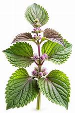 Perilla Mint