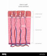 Perimetrium