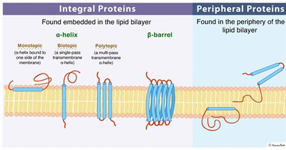 Peripheral Protein Function