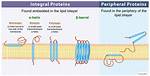 Peripheral Protein Function