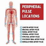 Peripheral Pulse