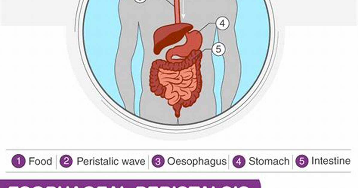 Peristalsis Function
