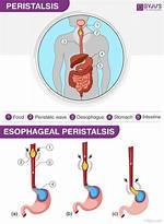 Peristalsis Function