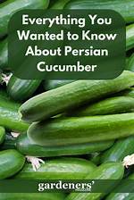 Persian Cucumbers