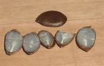 Persimmon Seeds