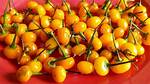 Peruvian Peppers