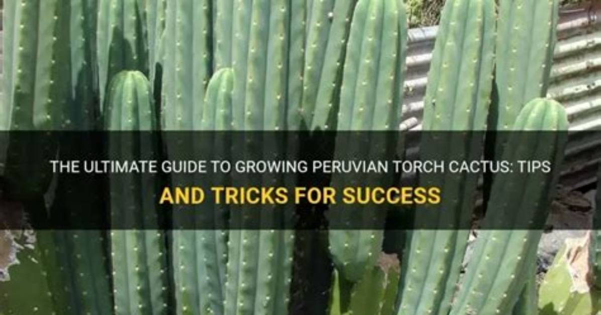 Peruvian Torch