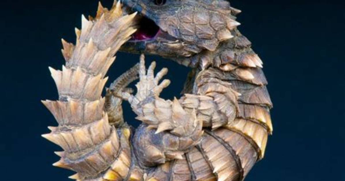 Pet Armadillo Lizard