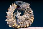 Pet Armadillo Lizard