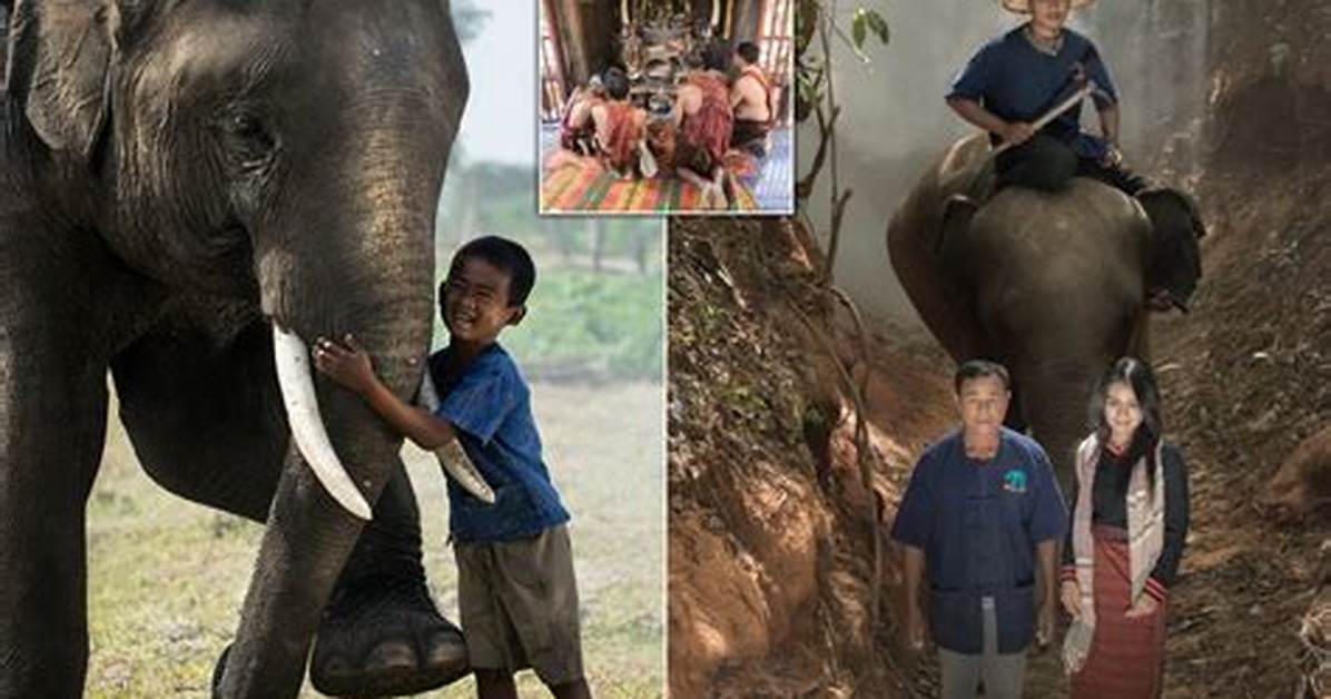 Pet Elephant