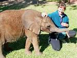 Pet Elephant