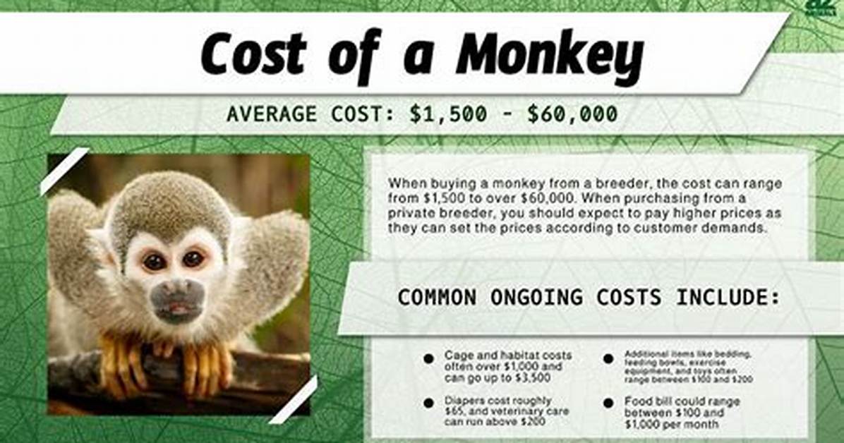 Pet Monkey Cost