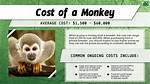 Pet Monkey Cost