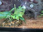 Petco Snakes