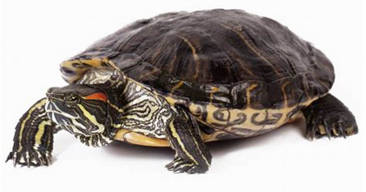Petco Turtles