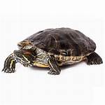 Petco Turtles