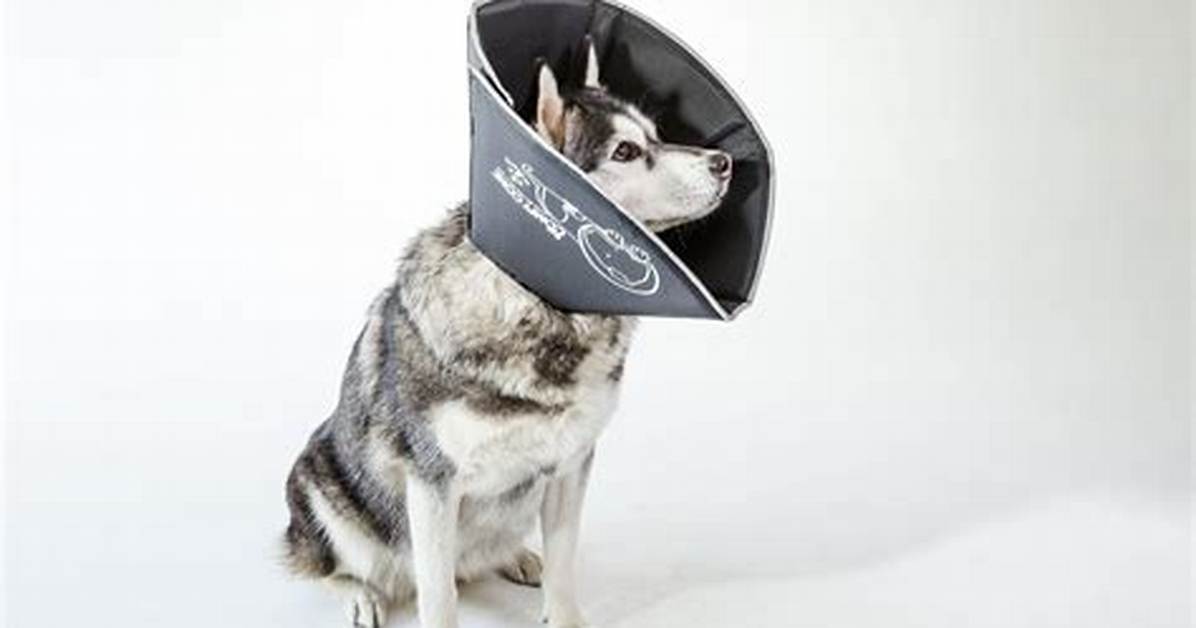 Petsmart E Collar