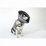 Petsmart E Collar