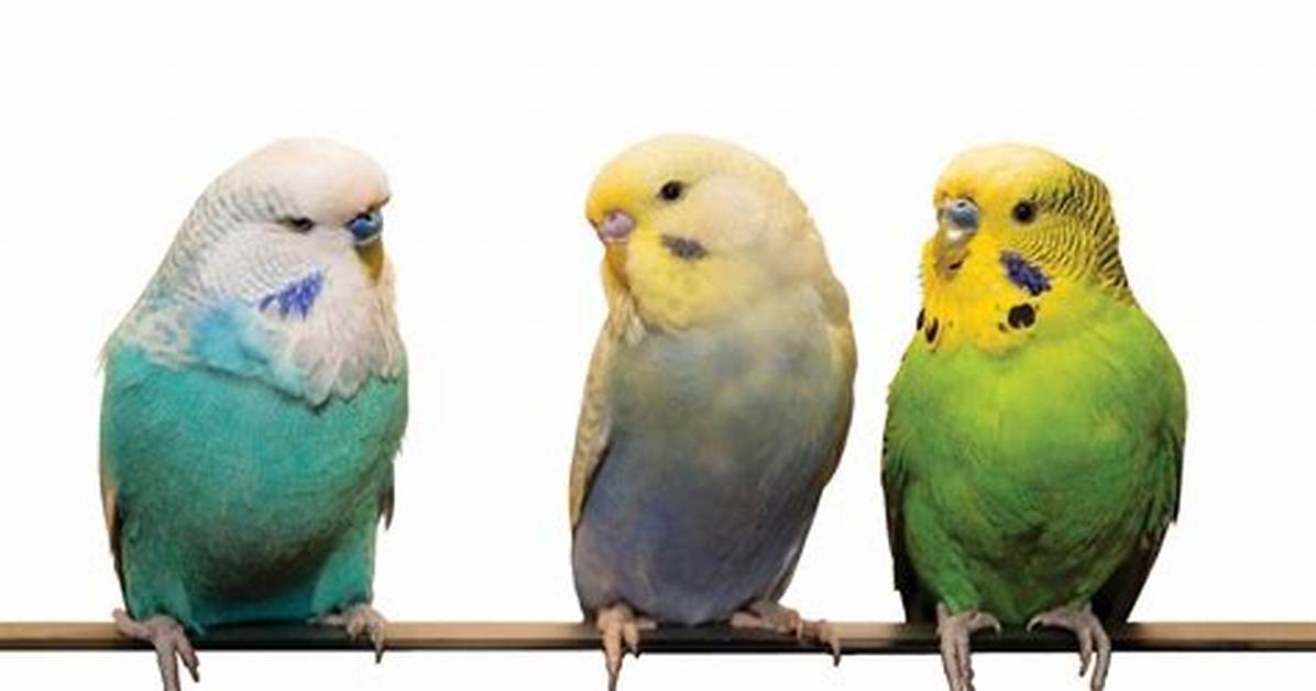 Petsmart Parakeets