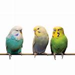 Petsmart Parakeets