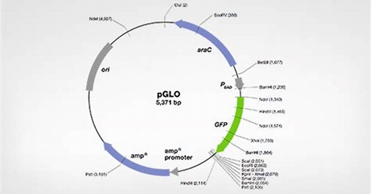 Pglo Plasmid