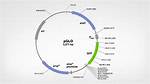 Pglo Plasmid