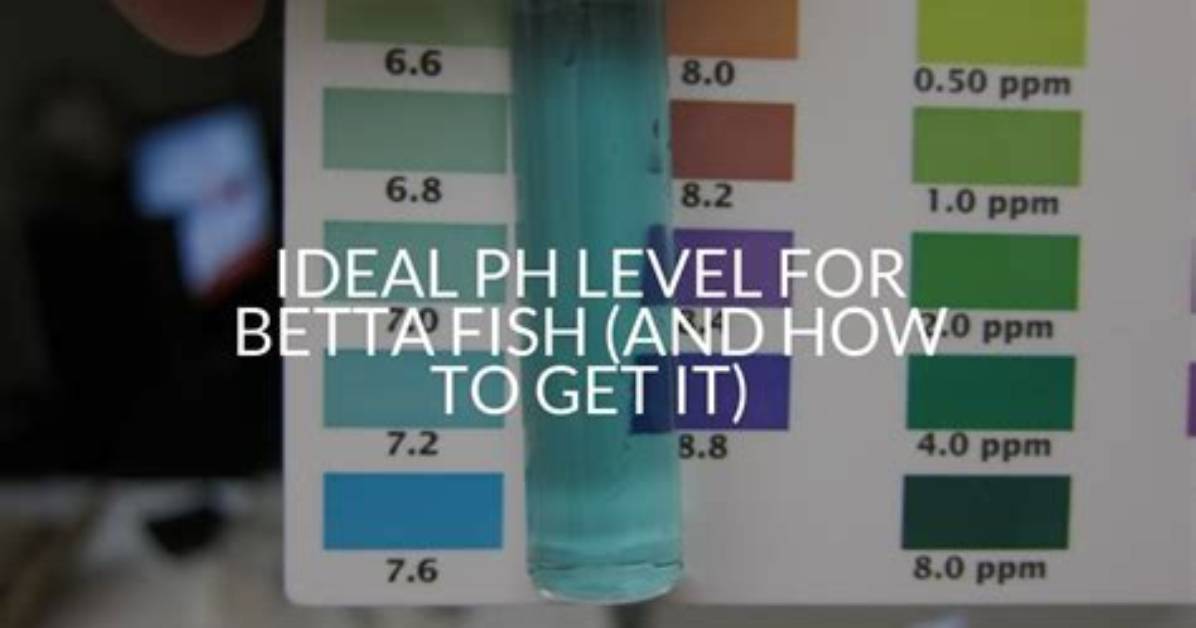 Ph for Betta Fish
