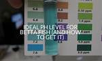 Ph for Betta Fish