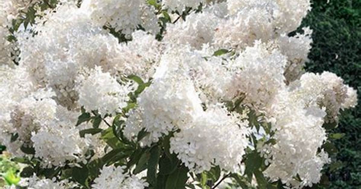 Phantom Hydrangea Tree