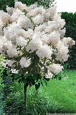 Phantom Hydrangea Tree