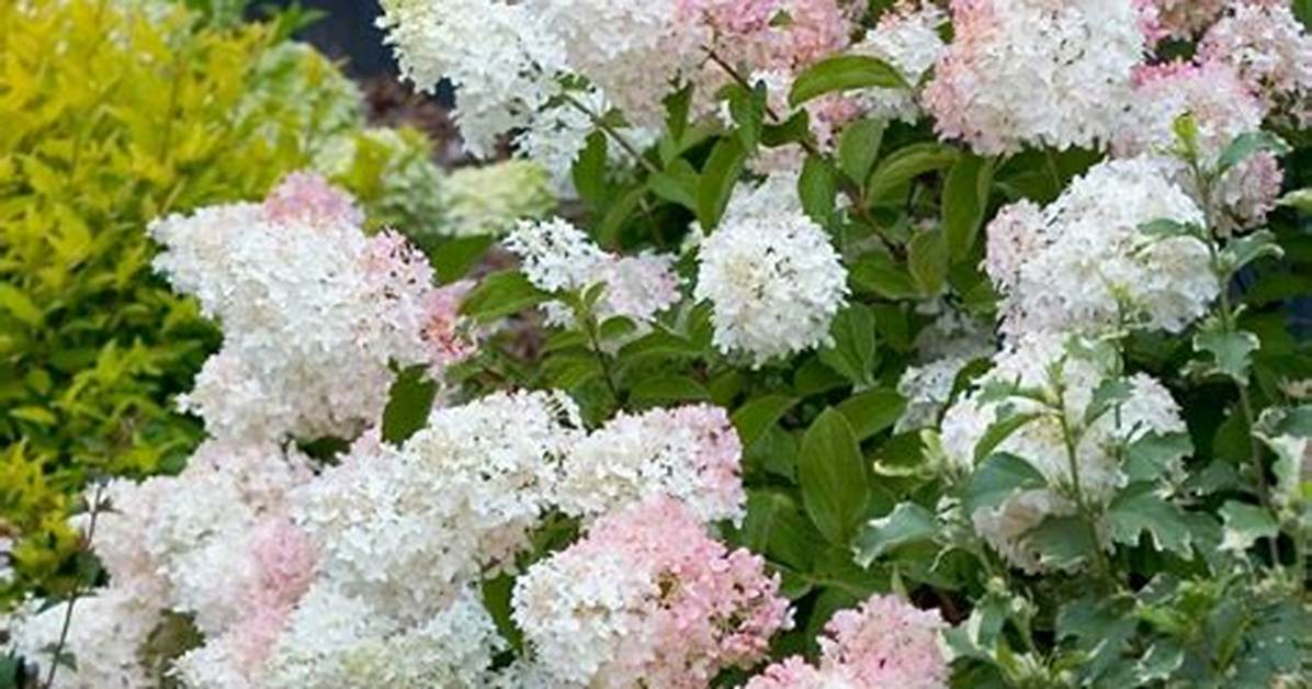 Phantom Hydrangea
