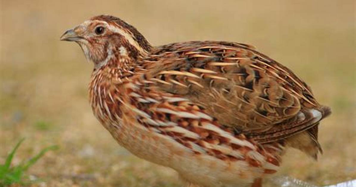 Pharaoh Quail