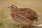 Pharaoh Quail
