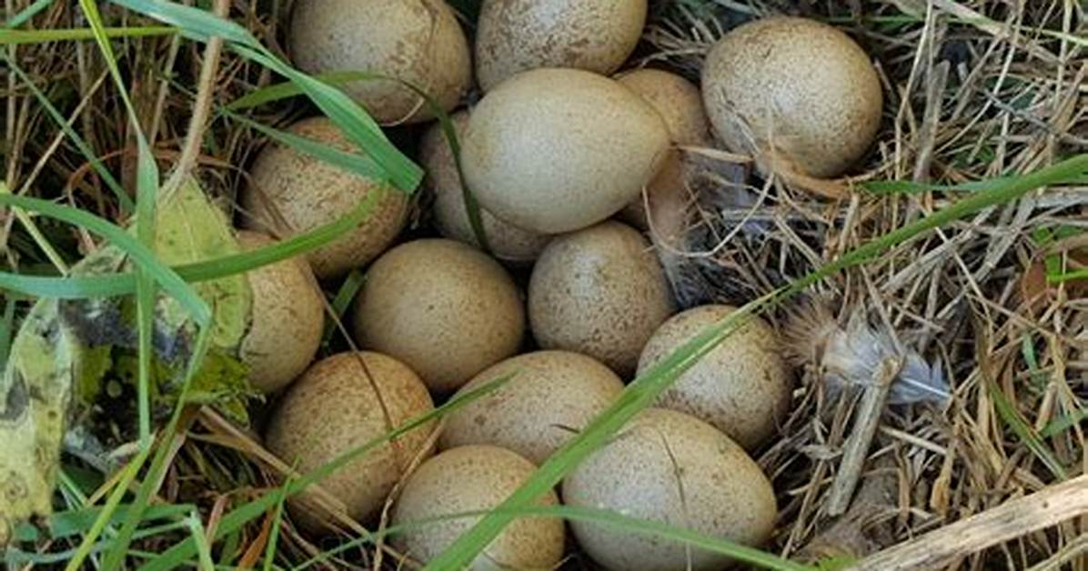 Pheasant Eggs