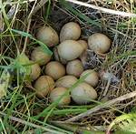 Pheasant Eggs