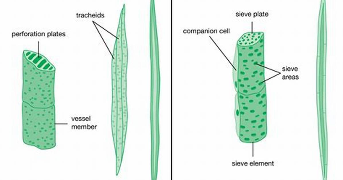 Phloem Definition