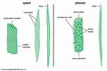 Phloem Definition