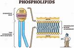 Phosphate Head