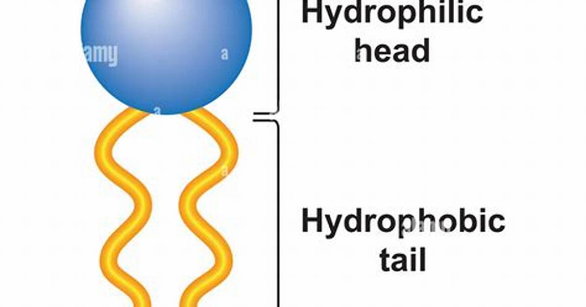 Phospholipid Head