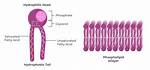 Phospholipid Head