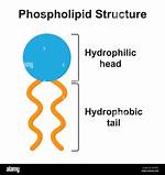 Phospholipid Molecule