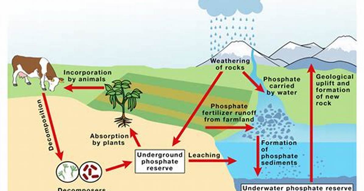 Phosphorus Cycle Steps
