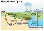 Phosphorus Cycle Steps