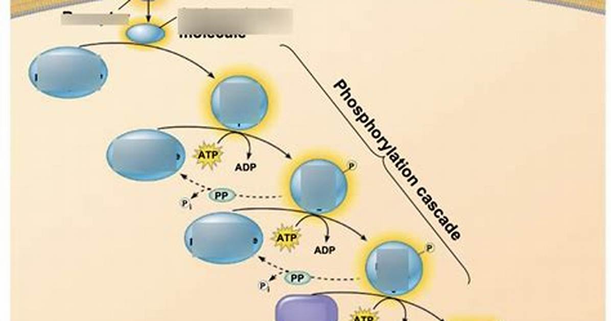 Phosphorylation Cascade