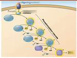 Phosphorylation Cascade