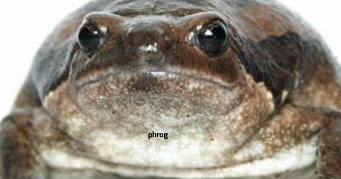Phrog