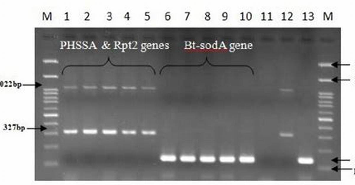 Phssa-10