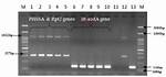 Phssa-10