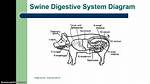 Pig Digestive System