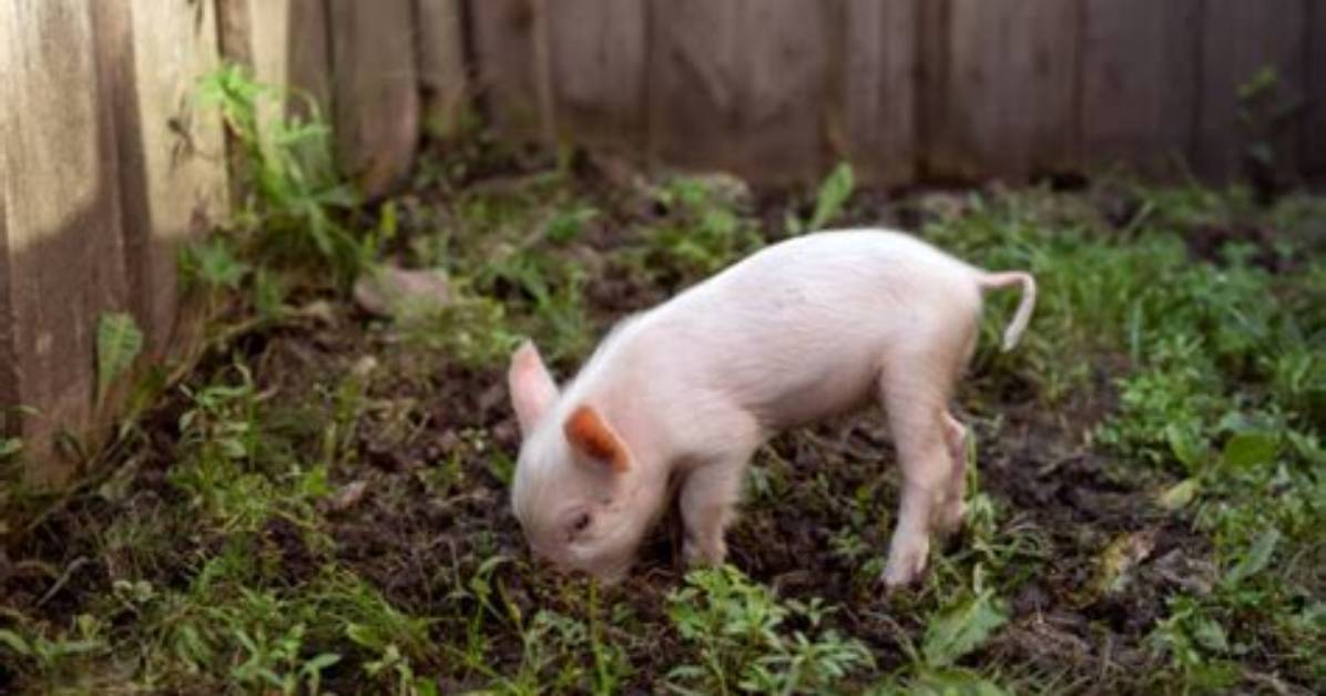 Pig's Digs?